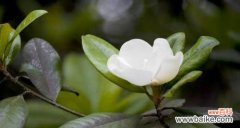 广玉兰花语的象征与传承 广玉兰花的美丽与意义