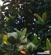 探寻广玉兰花的美丽内涵 广玉兰花的寓意与象征意义