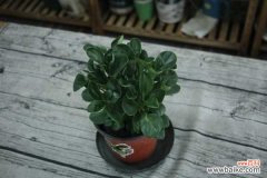 豆瓣绿烂根的原因及解决方法