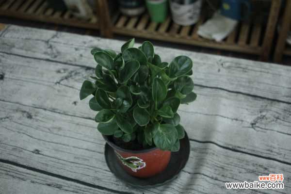 豆瓣绿烂根的原因及解决方法