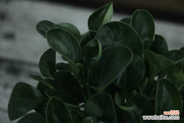 豆瓣绿烂根的原因及解决方法