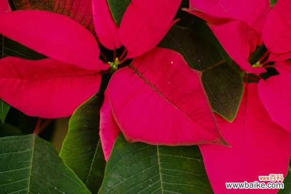 一品红冬天为什么烂根