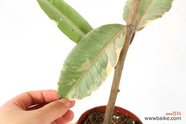 橡皮树烂根怎么办