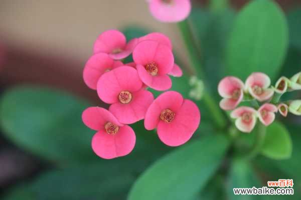 虎刺梅有什么虫害