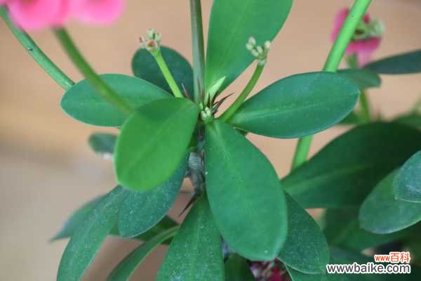 虎刺梅有什么虫害