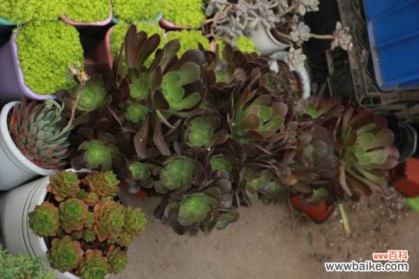 黑法师的病虫害防治