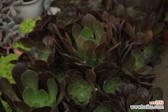 黑法师的病虫害防治