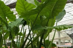 滴水观音烂根处理方法