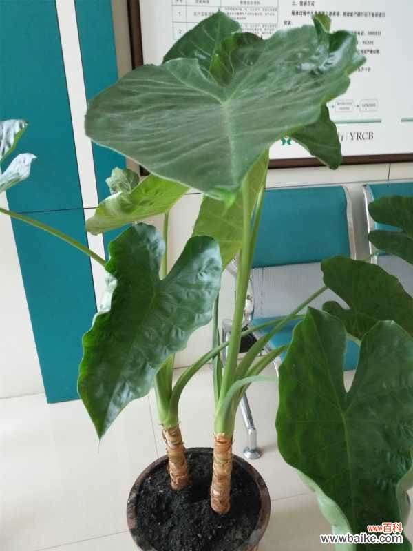 滴水观音烂根处理方法