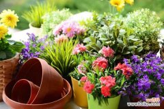 花长蚜虫怎么办