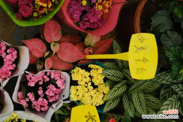 如意皇后的病虫害防治