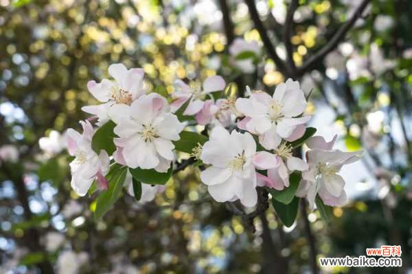 海棠花有虫子喷什么药
