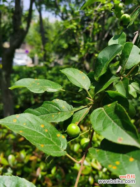 海棠花有虫子喷什么药