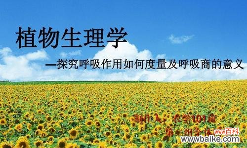 植物的呼吸作用有什么意义?为何对生态平衡至关重要?