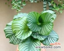 植物的呼吸作用有什么意义？为何对生态平衡至关重要？