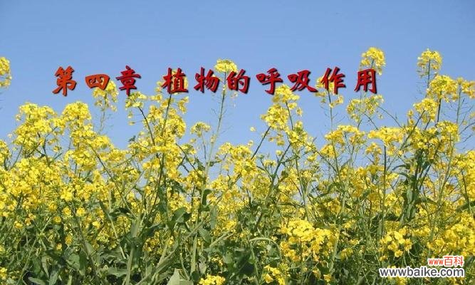 植物的呼吸作用有什么意义?为何对生态平衡至关重要?