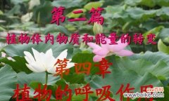 植物呼吸作用的意义是什么？为何对生态系统至关重要？