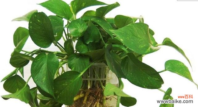 植物呼吸作用的意义是什么？为何对生态系统至关重要？