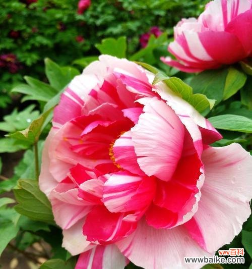 中国国花牡丹象征意义是什么?牡丹花的寓意有哪些?