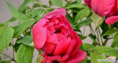 中国国花牡丹象征意义是什么？牡丹花的寓意有哪些？