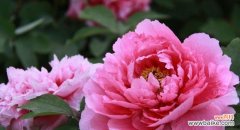 中国十大名花各自代表什么？它们的象征意义有哪些？