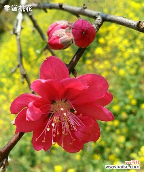 竹夹桃花的花语是什么？了解其独特含义和象征意义