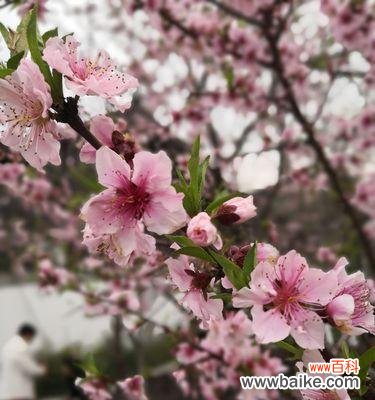 竹夹桃花的花语是什么？了解其独特含义和象征意义