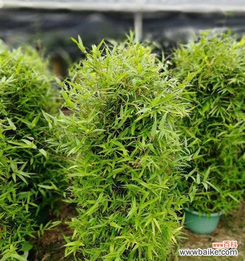 竹子有哪些独特特点？它的象征意义是什么？