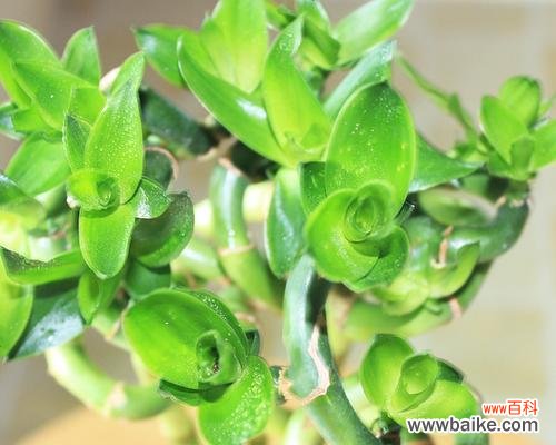 竹子有哪些独特特点？它的象征意义是什么？