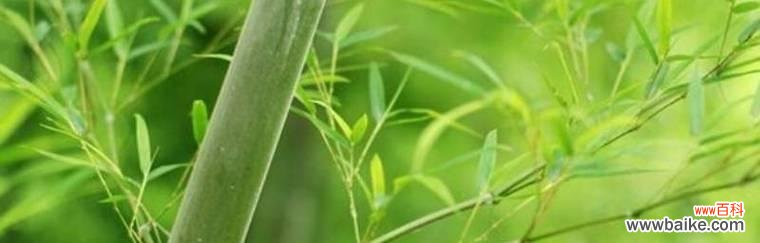 竹子的象征意义是什么？它在文化中扮演了哪些角色？