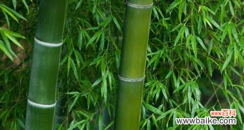 竹子的象征意义是什么？它在文化中扮演了哪些角色？