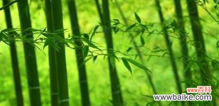 竹子的象征意义是什么？它在文化中扮演了哪些角色？