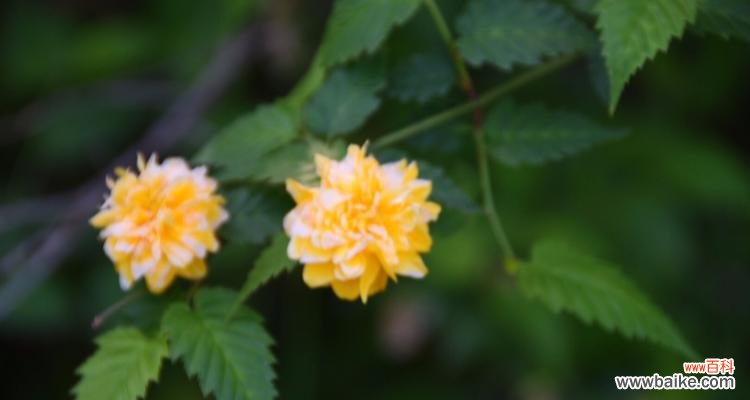 重瓣棣棠花花语有哪些含义？