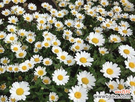 皱菊的花语是什么？了解皱菊的象征意义和用途？