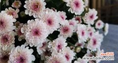 皱菊的花语是什么？了解皱菊的象征意义和用途？