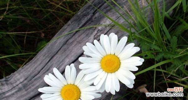 皱菊花代表什么含义?皱菊花的象征意义是什么?