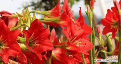 朱顶红花语的含义是什么？朱顶红代表什么情感？
