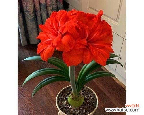 朱顶红在风水中代表什么?朱顶红的寓意有哪些?