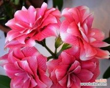 朱顶红在风水中代表什么？朱顶红的寓意有哪些？