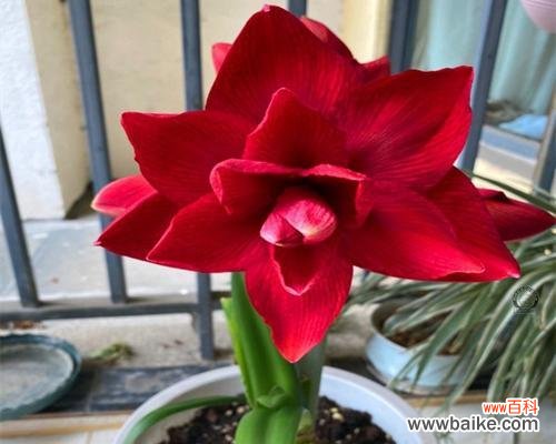 朱顶红在风水中代表什么?朱顶红的寓意有哪些?