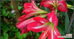 朱顶红花语是什么？了解朱顶红的象征意义和文化背景？