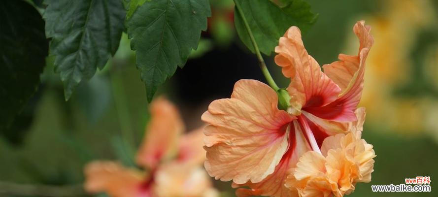 朱槿花花语是什么？了解朱槿花的象征意义和文化背景？