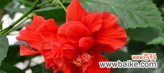 朱槿花花语是什么？了解朱槿花的象征意义和文化背景？