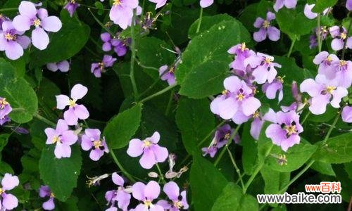 诸葛菜花语是什么含义？了解诸葛菜的象征意义？