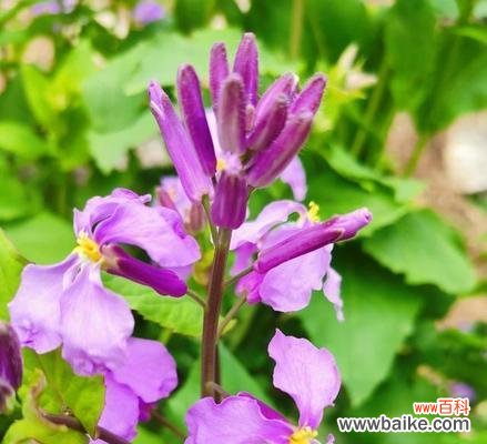 诸葛菜花语是什么含义？了解诸葛菜的象征意义？