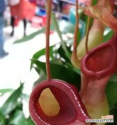 猪笼草花语象征着什么意义？了解其独特含义和象征意义是什么？