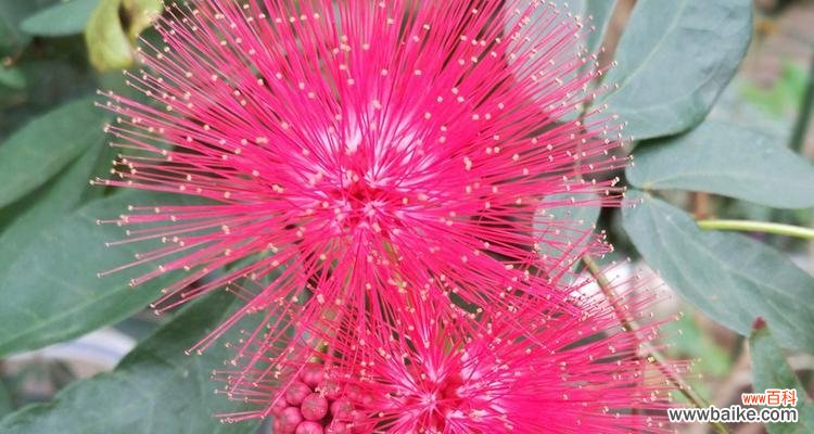 朱樱花代表什么？朱樱花的花语有哪些含义？