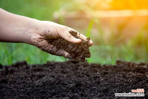 阳台种菜可以用什么样的土