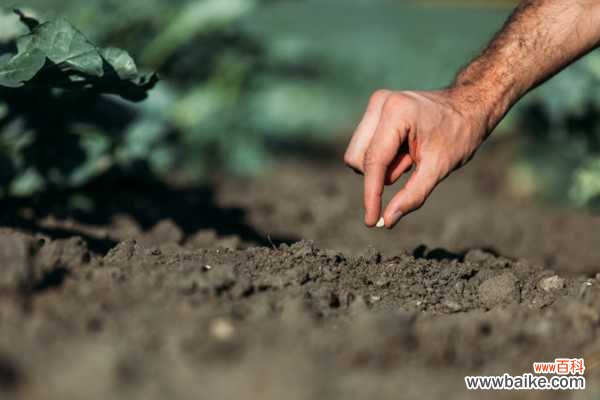 阳台种菜可以用什么样的土