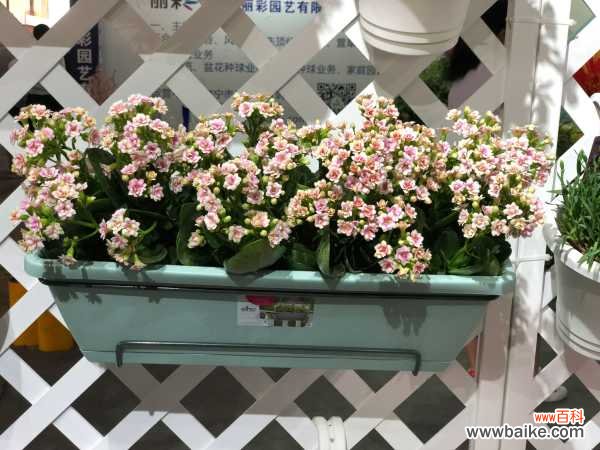 如何养护长寿花的盆景